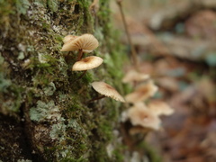 Gymnopus foetidus