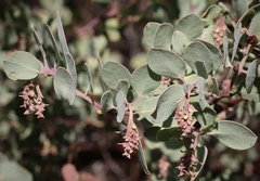 Arctostaphylos