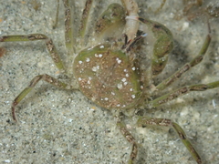 Halicarcinus cookii