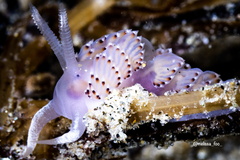 Apata pricei