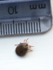 Ixodidae