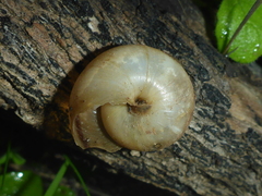 Helminthoglypta phlyctaena