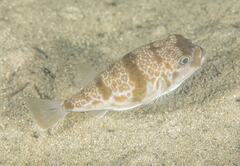 Reicheltia halsteadi