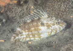 Lethrinidae