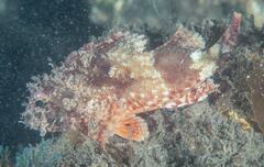 Scorpaena jacksoniensis