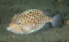 Anoplocapros inermis