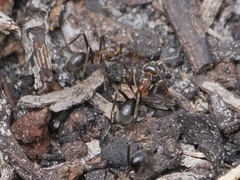 Iridomyrmex