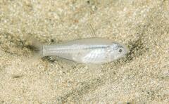 Ambassis jacksoniensis