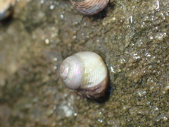 Micrelenchus tessellatus