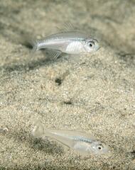 Ambassis jacksoniensis