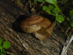 Helminthoglypta phlyctaena