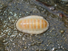 Ischnochiton