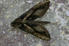 Xylophanes ceratomioides