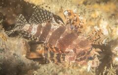 Dendrochirus brachypterus