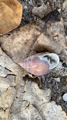 Neogastropoda