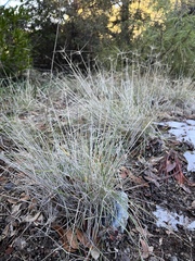 Elymus multisetus
