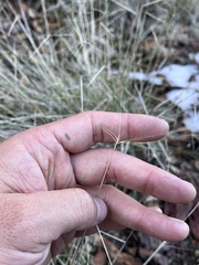Elymus multisetus
