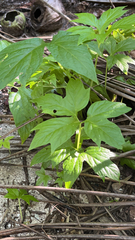Tacca leontopetaloides