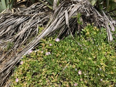 Disphyma australe australe