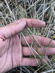 Elymus multisetus