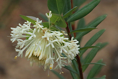 Pimelea stricta