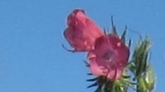 Echium judaeum