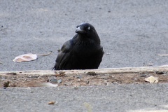 Corvus mellori