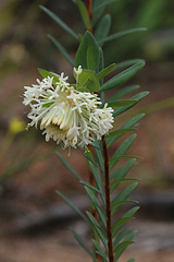 Pimelea stricta