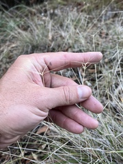 Elymus multisetus
