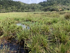 Cyperus ustulatus
