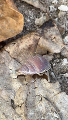 Bulimulidae