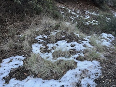 Elymus multisetus