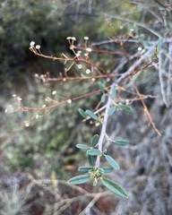 Ceanothus integerrimus integerrimus