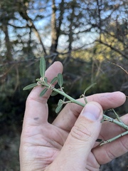 Ceanothus integerrimus integerrimus