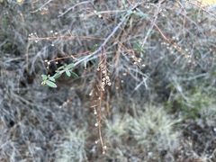 Ceanothus integerrimus integerrimus