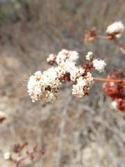 Eriogonum fasciculatum polifolium