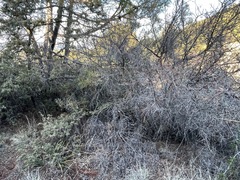 Ceanothus integerrimus integerrimus