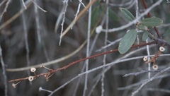 Ceanothus integerrimus integerrimus