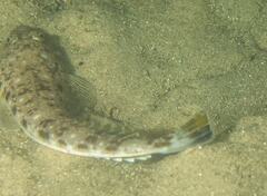 Platycephalus grandispinis