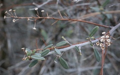 Ceanothus integerrimus integerrimus