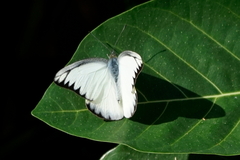 Appias lyncida eleonora