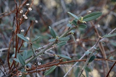 Ceanothus integerrimus integerrimus