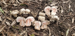 Agaricus bernardii