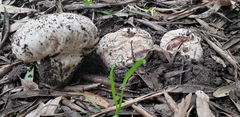 Agaricus bernardii