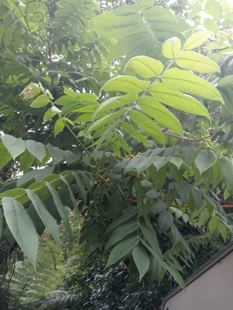 Japanese walnut from Te Puke, New Zealand on December 21, 2022 at 0729 PM by menace69 · iNaturalist