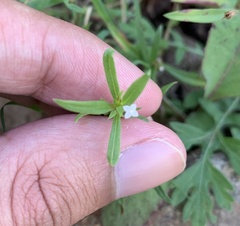 Oldenlandia corymbosa