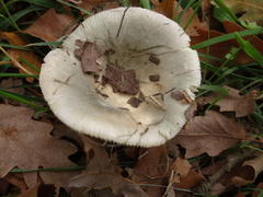Russula grisea