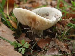 Russula grisea