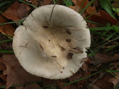 Russula grisea