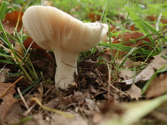 Russula grisea